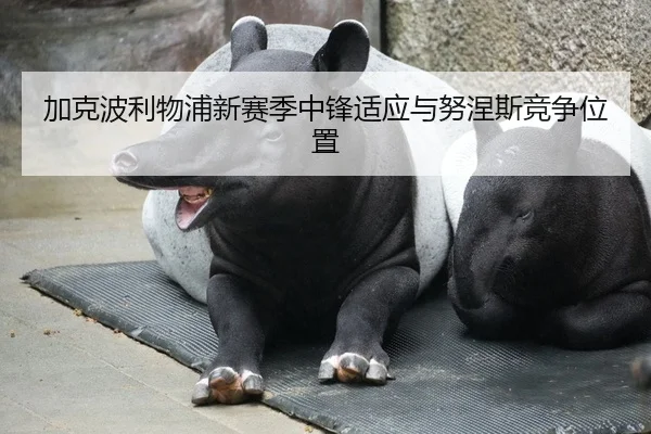 加克波利物浦新赛季中锋适应与努涅斯竞争位置